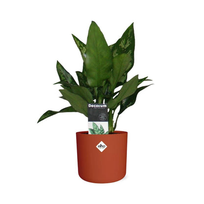Kamerplant - Aglaonema Maria - Pot Ø 14cm