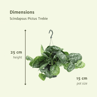 Kamerplant 2x Scindapsus Pictus Trebie - Pot Ø 15cm Hoogte ↕ 25cm