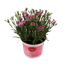 Buitenplant - Dianthus 'Pink Kisses' - Bloeiend - Pot Ø 17cm Hoogte ↕ 40cm