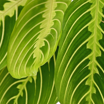 Kamerplant - Maranta Fascinator Lemon Lime - Gebedsplant - Pot Ø 12cm Hoogte ↕ 25cm