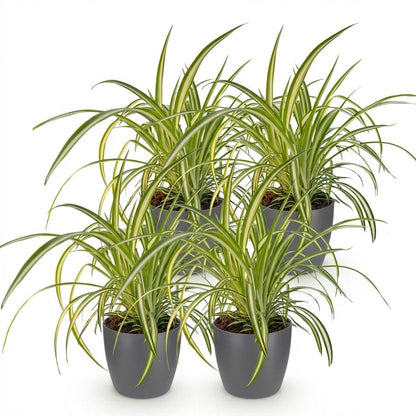 Kamerplant 4x Chlorophytum comosum Variegatum - Bonte Graslelie - Pot Ø 12cm Hoogte ↕ 20cm