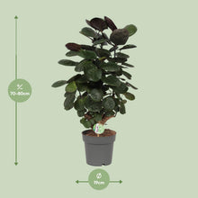 Kamerplant - Polyscias Scutellaria Fabian - Pot Ø 19cm Hoogte ↕ 60cm