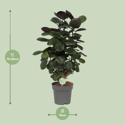 Kamerplant - Polyscias Scutellaria Fabian - Pot Ø 19cm Hoogte ↕ 60cm