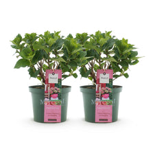 Buitenplant 2x Hydrangea Magical Green Fire - Roze-Groen Bloeiend - Pot Ø 23cm Hoogte ↕ 55cm