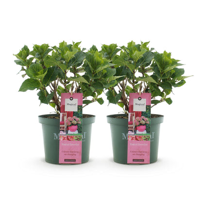 Buitenplant 2x Hydrangea Magical Green Fire - Roze-Groen Bloeiend - Pot Ø 23cm Hoogte ↕ 55cm
