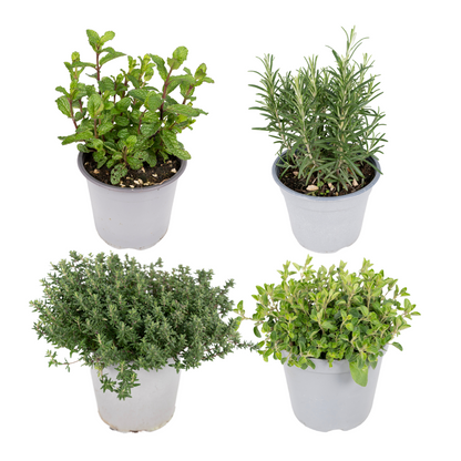 Buitenplant 4x Tuinkruiden Mix - Pot Ø 14cm Hoogte ↕ 18cm