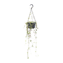 Kamerplant - Ceropegia Linearis Remy - Hangplant - Pot Ø 14cm Hoogte ↕ 38cm