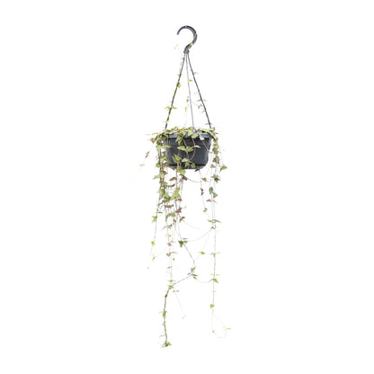 Kamerplant - Ceropegia Linearis Remy - Hangplant - Pot Ø 14cm Hoogte ↕ 38cm