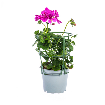 Buitenplant 8x Pelargonium Peltatum Violet - Bloeiend - Pot Ø 12cm Hoogte ↕ 20cm