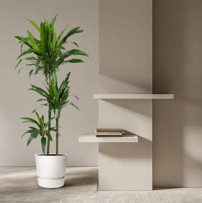 Kamerplant - Dracaena Janet Craig - Luchtzuiverend - Pot Ø 24cm Hoogte ↕ 150cm