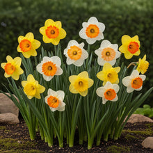 Buitenplant 15x Narcis Large Cupped Mix - Bloeiend - Bolmaat 12/14