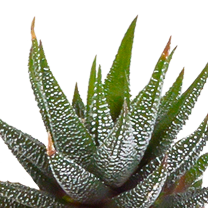 Kamerplant 15x Cactus en vetplanten mix - in witte pot - Pot Ø 5,5cm