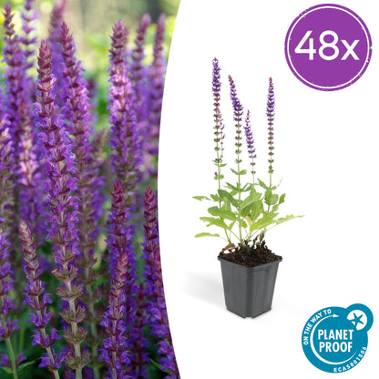 Buitenplant 48x Salvia nem. 'Ostfriesland' - Bloeiend - Pot Ø 9cm Hoogte ↕ 10-25cm