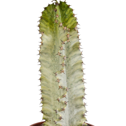 Kamerplant - Euphorbia marmorata - Pot Ø 17cm