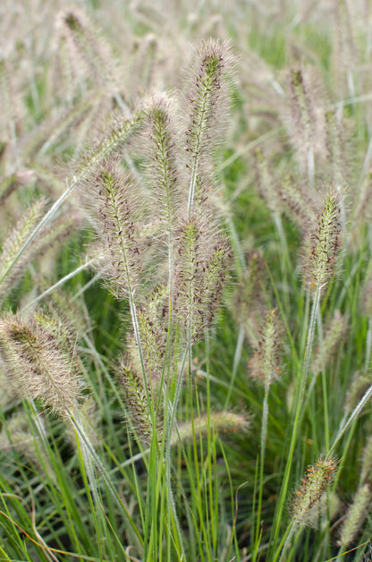 Buitenplant - Pennisetum alopecuroides 'Hameln' - Pot Ø 19cm Hoogte ↕ 40cm