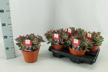 Kamerplant - Echeveria Pulvinata Devotion - Pot Ø 15cm Hoogte ↕ 20cm
