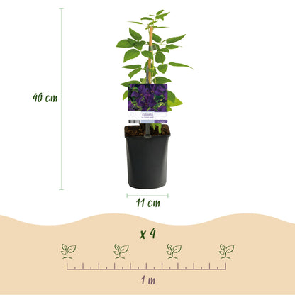 Buitenplant 2x Clematis viticella 'Polish Spirit' - Klimplant - Bloeiend - Pot Ø 11cm Hoogte ↕ 40cm
