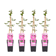 Buitenplant 4x Clematis Ville de Lyon - Bloeiend - Pot Ø 15cm Hoogte ↕ 65cm