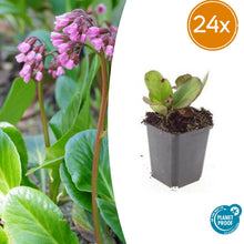Buitenplant 24x Bergenia cordifolia 'Herbstblüte' - Bloeiend - Pot Ø 9cm Hoogte ↕ 10-25cm