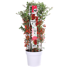 Buitenplant - Pyracantha coccinea Red Star - Pot Ø 23cm Hoogte ↕ 75cm