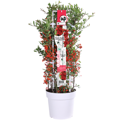 Buitenplant - Pyracantha coccinea Red Star - Pot Ø 23cm Hoogte ↕ 75cm