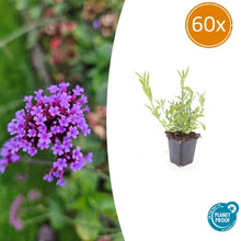 Buitenplant 60x Verbena bonariensis - Bloeiend - Pot Ø 9cm Hoogte ↕ 10-25cm