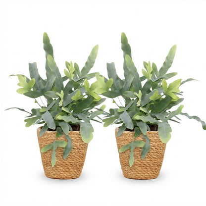 Kamerplant 2x Phlebodium aureum Blue Star - Blauwe Varen - Pot Ø 12cm Hoogte ↕ 25cm