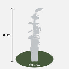 Buitenplant - Hedera algeriensis 'Gloire de Marengo' - Klimplant - Pot Ø 15cm Hoogte ↕ 65cm