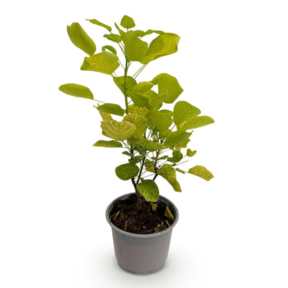 Buitenplant - Cotinus coggyria 'Golden Spirit' - Pot Ø 12cm Hoogte ↕ 35cm