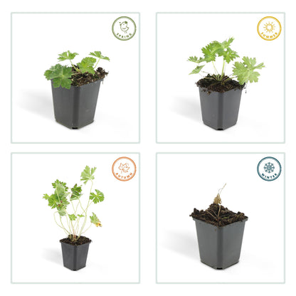 Buitenplant 6x Geranium Rozanne - Bloeiend - Pot Ø 9cm Hoogte ↕ 10-25cm