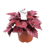 Kamerplant - Begonia Beleaf Inca Flame - Pot Ø 17cm Hoogte ↕ 32cm