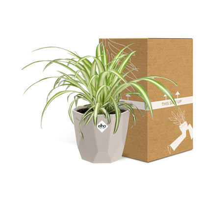 Kamerplant - Chlorophytum Comosum Variegatum - Luchtzuiverend - Pot Ø 14cm