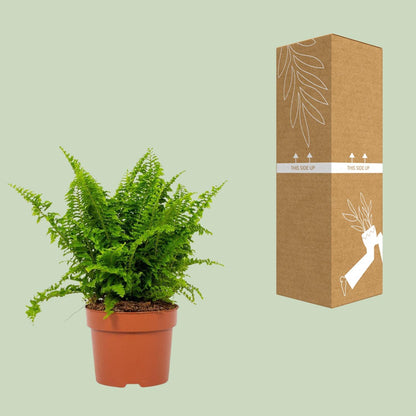 Kamerplant - Nephrolepis Vitale - Pot Ø 12cm Hoogte ↕ 23cm