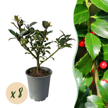 Buitenplant 8x Ilex 'Blue Maid' - Winterhard - Pot Ø 9cm Hoogte ↕ 25-30cm