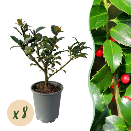 Buitenplant 8x Ilex 'Blue Maid' - Winterhard - Pot Ø 9cm Hoogte ↕ 25-30cm