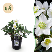 Buitenplant 6x Helleborus Christmas Carol - Bloeiend - Pot Ø 10,5cm Hoogte ↕ 25cm