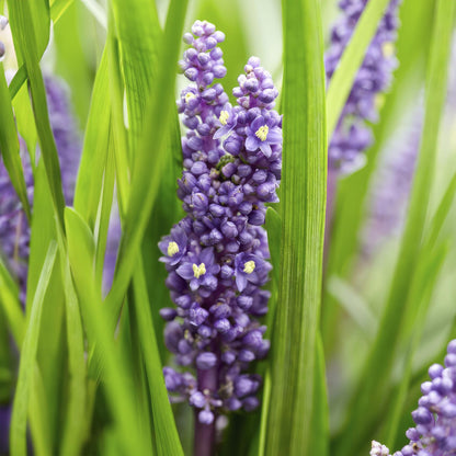 Buitenplant 12x Liriope muscari 'Big Blue' - Pot Ø 9cm Hoogte ↕ 10-25cm