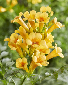 Buitenplant 2x Campsis Summer Jazz 'Gold Trumpet' - Bloeiend - Pot Ø 15cm Hoogte ↕ 65cm