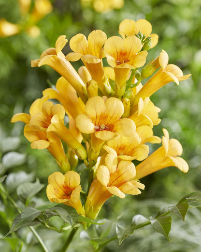 Buitenplant 2x Campsis Summer Jazz 'Gold Trumpet' - Bloeiend - Pot Ø 15cm Hoogte ↕ 65cm