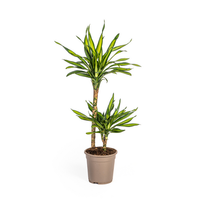 Kamerplant - Dracaena Deremensis Rikki - Pot Ø 19cm Hoogte ↕ 70-90cm
