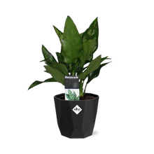 Kamerplant - Aglaonema Maria - Pot Ø 14cm