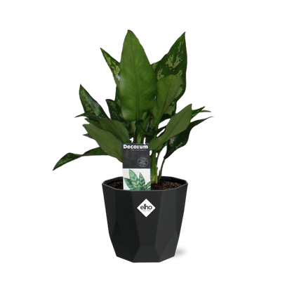 Kamerplant - Aglaonema Maria - Pot Ø 14cm