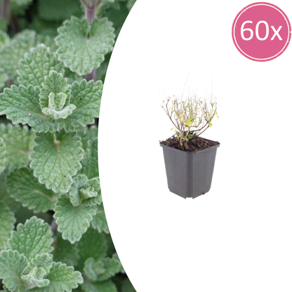 Buitenplant 60x Calamintha nepeta - Bloeiend - Pot Ø 9cm Hoogte ↕ 10-25cm