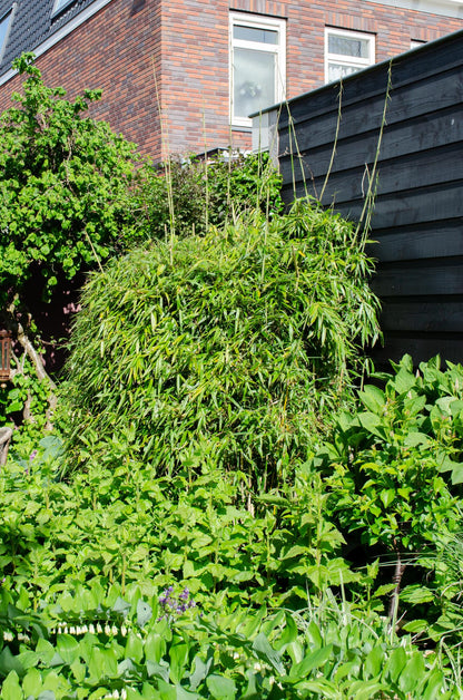 Buitenplant - Fargesia rufa - Niet-Woekerende Bamboe - Pot Ø 29cm Hoogte ↕ 80cm