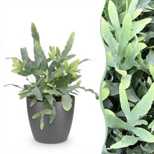 Kamerplant - Phlebodium aureum Blue Star - Blauwe Varen - Pot Ø 12cm Hoogte ↕ 25cm