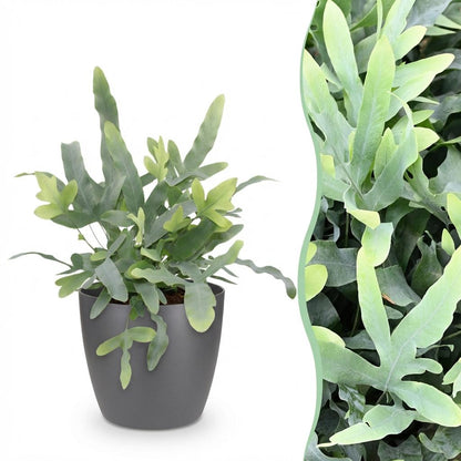 Kamerplant - Phlebodium aureum Blue Star - Blauwe Varen - Pot Ø 12cm Hoogte ↕ 25cm