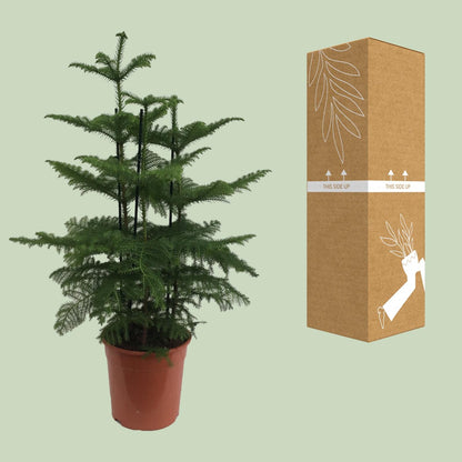 XL plant Araucaria - 2 takken - Pot Ø 27cm Hoogte ↕ 110cm