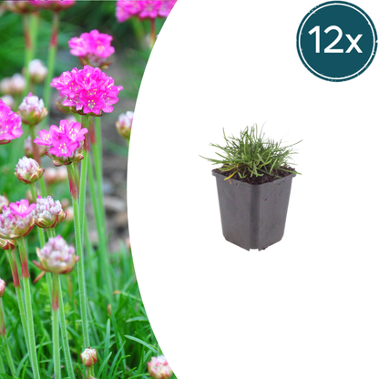Buitenplant 12x Armeria m. 'Splendens' - Bloeiend - Pot Ø 9cm Hoogte ↕ 10-25cm