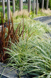 Buitenplant 3x Carex hachijoensis 'Evergold' - Pot Ø 14cm Hoogte ↕ 30cm