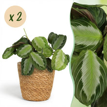 Kamerplant 2x Maranta Fascinator Silverband - Gebedsplant - Pot Ø 12cm Hoogte ↕ 25cm